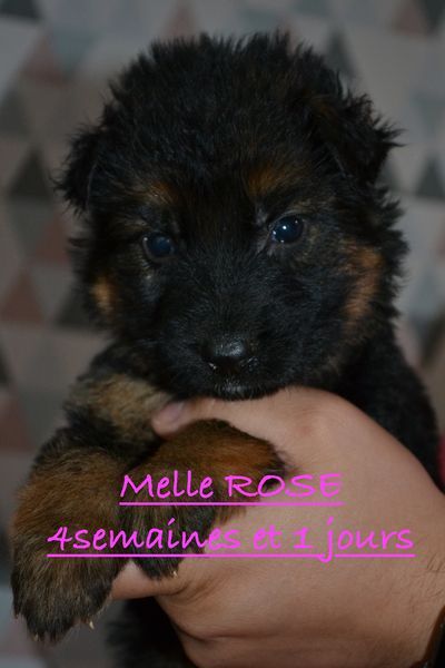 CHIOT collier rose