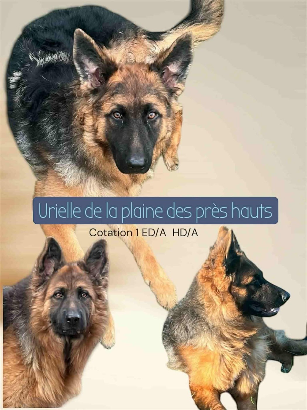 Urielle de la plaine des près hauts Du Marais Des Loups De Givre