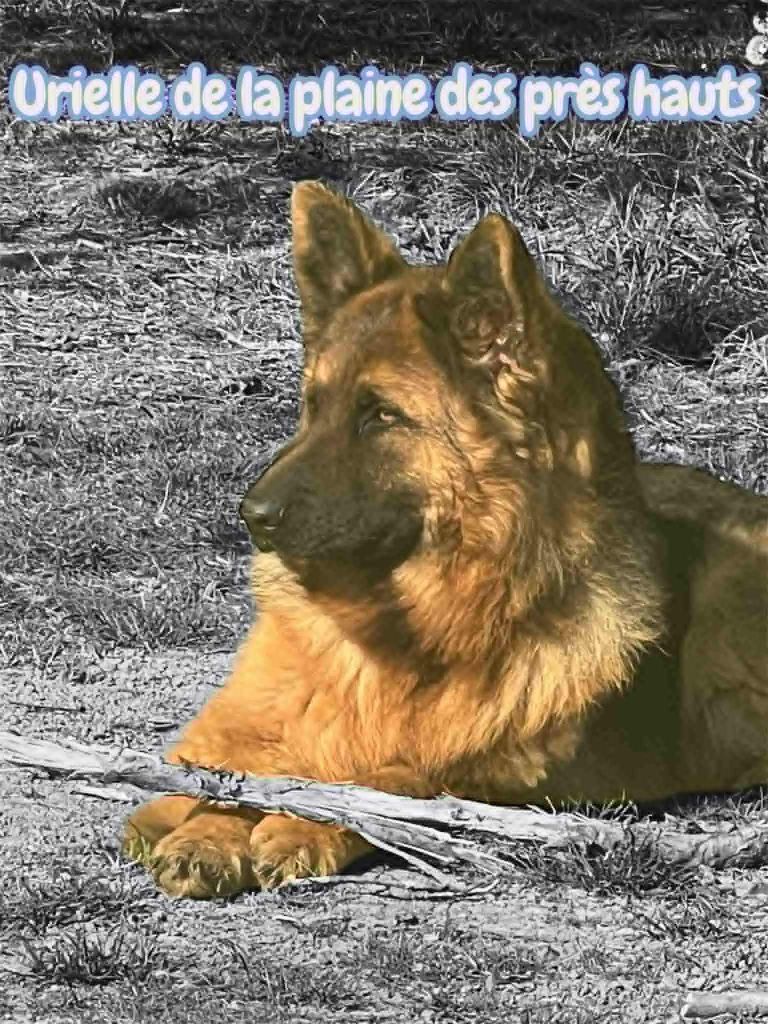 Urielle Du Marais Des Loups De Givre