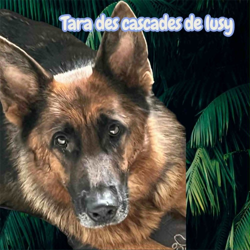 Tara Du Marais Des Loups De Givre