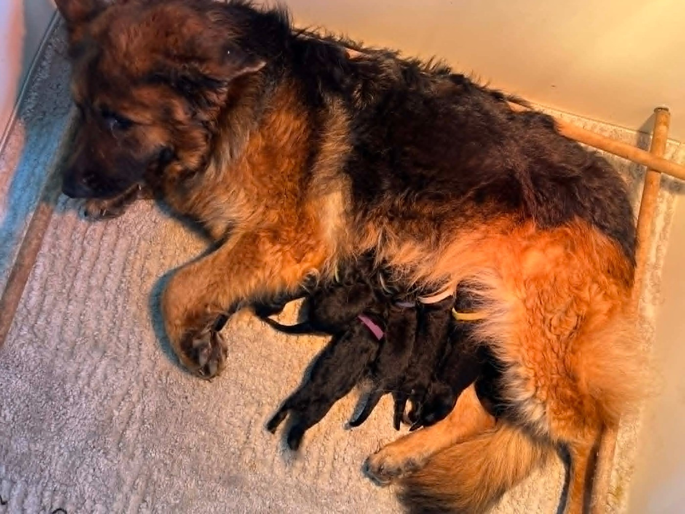 Du Marais Des Loups De Givre - Berger Allemand - Portée née le 22/03/2026