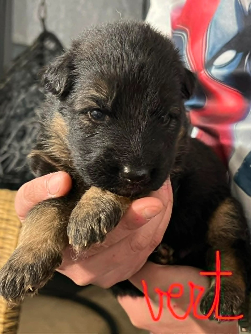 Du Marais Des Loups De Givre - Chiots disponibles - Berger Allemand