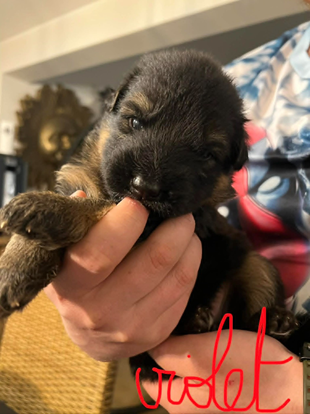 Du Marais Des Loups De Givre - Chiots disponibles - Berger Allemand