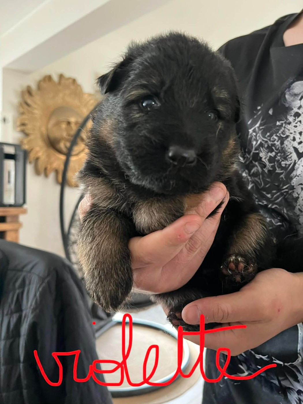 Du Marais Des Loups De Givre - Chiots disponibles - Berger Allemand