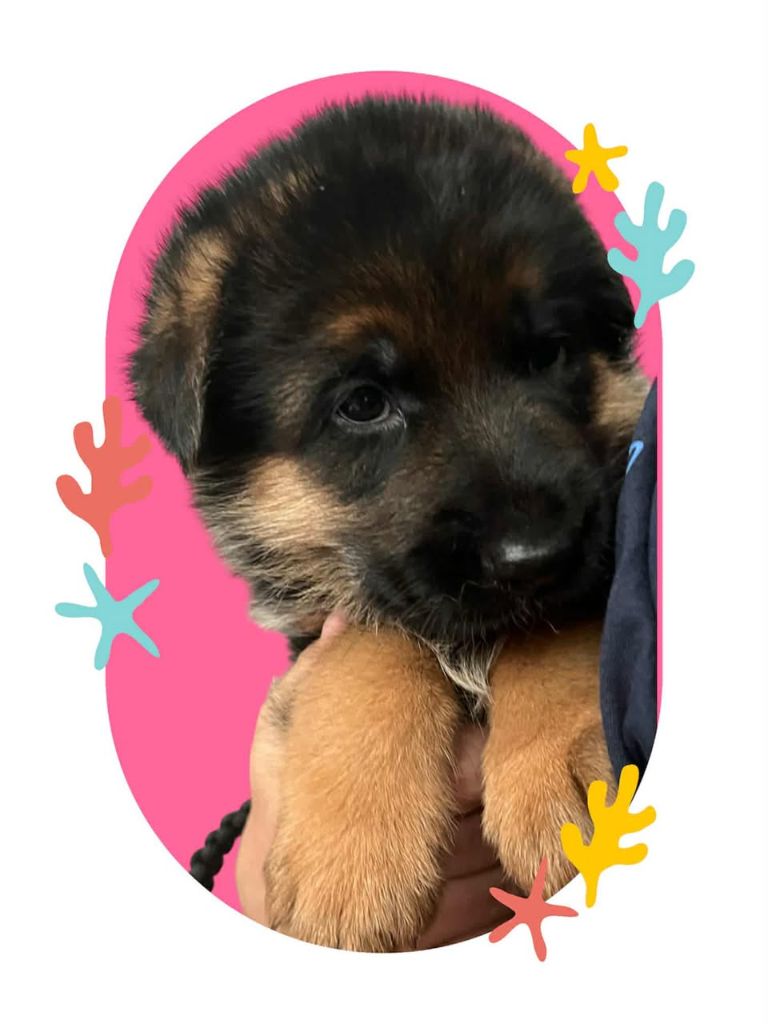 Du Marais Des Loups De Givre - Chiots disponibles - Berger Allemand