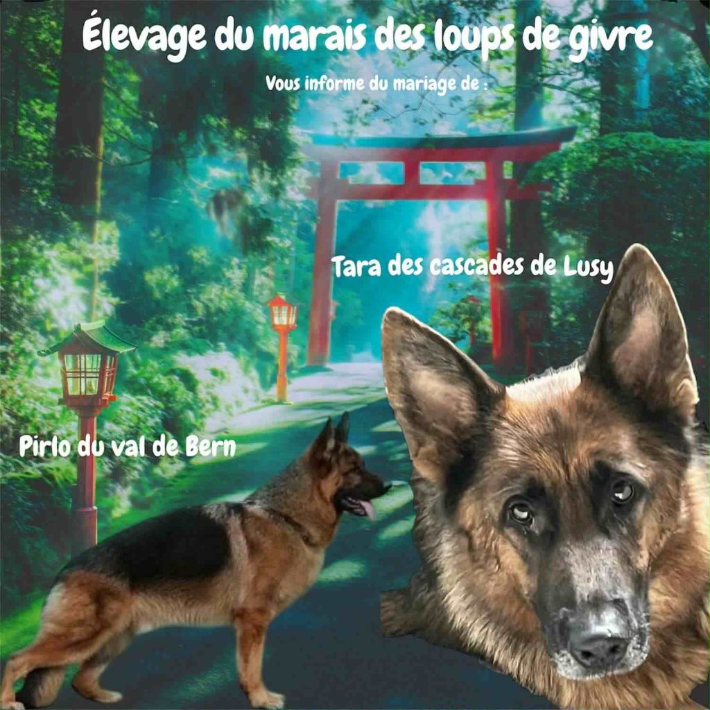 Chiot Berger Allemand Du Marais Des Loups De Givre