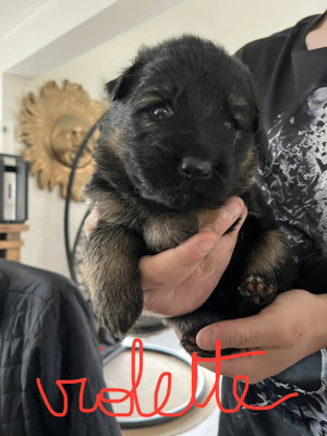 Chiot N°5 femelle vioilette