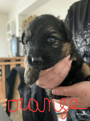 BELLA