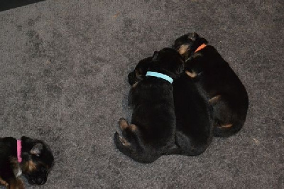 CHIOT collier bleu