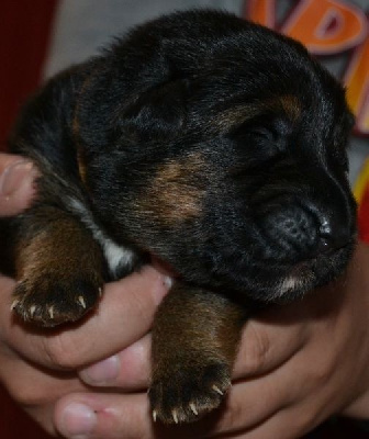 CHIOT collier marron