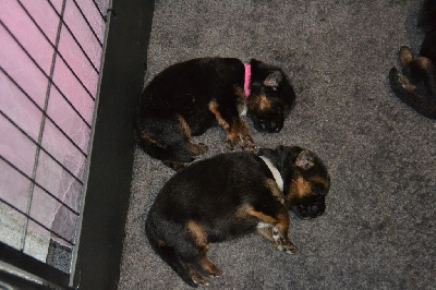 CHIOT collier gris 