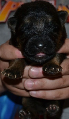 CHIOT collier noir