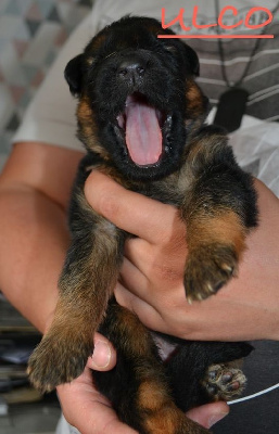 CHIOT collier rouge